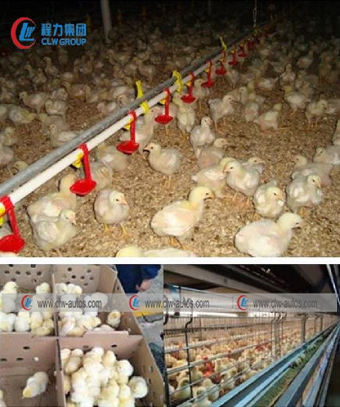 day old chicks